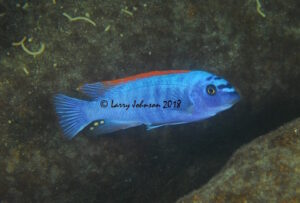 Labeotropheus trewavasae 'Mitande Rocks'