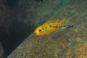 Labeotropheus trewavasae 'Mitande Rocks'