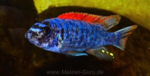 Labeotropheus trewavasae 'Mitande Rocks'
