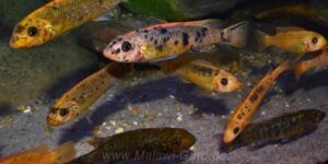 Labeotropheus trewavasae 'Mitande Rocks'