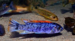 Labeotropheus trewavasae 'Mitande Rocks'