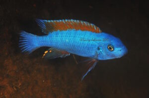 Labeotropheus trewavasae 'Namalenje Island'