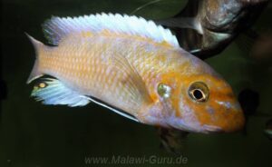 Labeotropheus trewavasae 'Ndumbi'