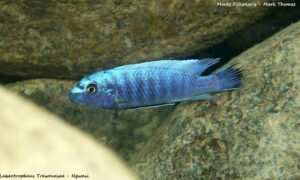 Labeotropheus trewavasae 'Ngwasi'