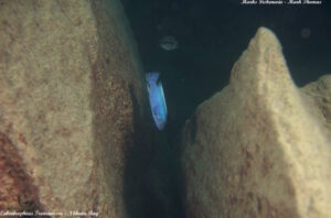 Labeotropheus trewavasae 'Nkhata Bay'