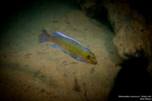 Labeotropheus trewavasae 'Pombo Rocks'