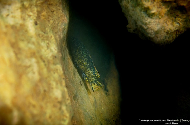 Pambox Rocks Labeotropheus trewavasae 'Pombo Rocks' • Malawi-Guru