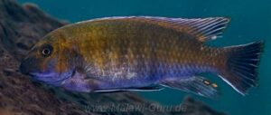 Labeotropheus trewavasae 'Sambia Reef'