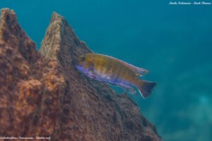 Labeotropheus trewavasae 'Sambia Reef'