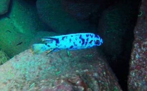 Labeotropheus trewavasae 'Taiwan Reef'