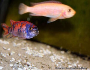 Labeotropheus trewavasae 'Thumbi West'