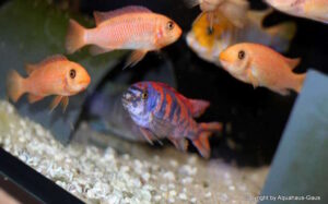 Labeotropheus trewavasae 'Thumbi West'