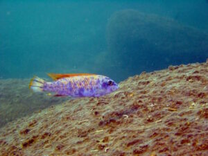 Labeotropheus trewavasae 'Thumbi West'