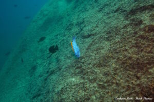 Labeotropheus trewavasae 'Zimbawe Rock'
