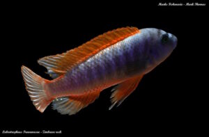 Labeotropheus trewavasae 'Zimbawe Rock'