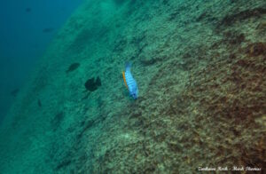 Labeotropheus trewavasae 'Zimbawe Rock'