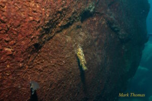 Labeotropheus trewavasae 'Zimbawe Rock'