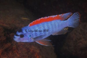 Labeotropheus trewavasae 'Zimbawe Rock'