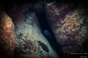 Labeotropheus trewavasae 'Mdowe'