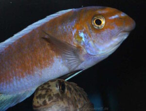Labeotropheus trewavasae 'Puulu'