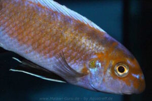 Labeotropheus trewavasae 'Puulu'