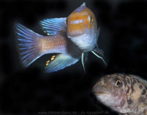 Labeotropheus trewavasae 'Puulu'