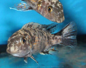 Labeotropheus trewavasae 'Puulu'