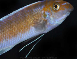 Labeotropheus trewavasae 'Puulu'