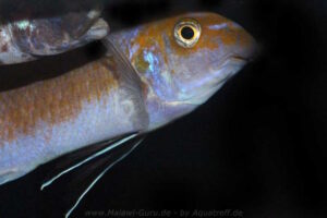 Labeotropheus trewavasae 'Puulu'