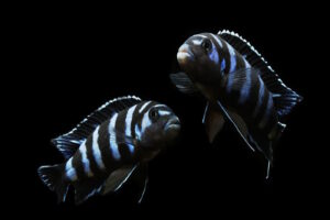 Namensabkürzungen in der Aquaristik