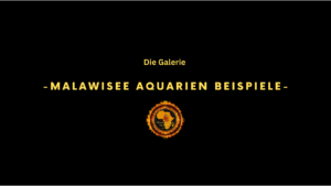 Malawisee Aquarien Galerie