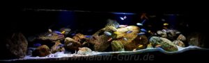 1080 Liter Malawisee Becken