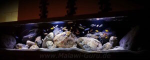 1080 Liter Malawisee Becken