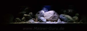 1080 Liter Malawisee Becken