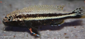 Melanochromis auratus 'Chipoka'