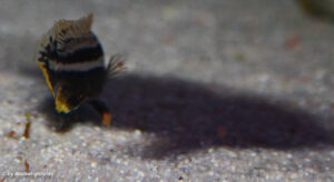 Melanochromis auratus 'Chipoka'