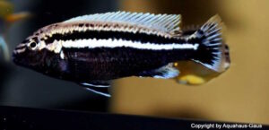 Melanochromis auratus 'Chipoka'