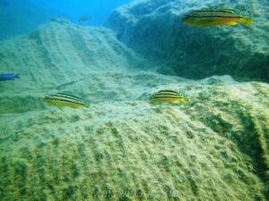 Melanochromis auratus 'Thumbi West'