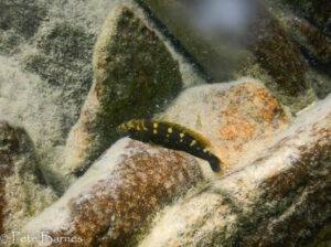 Melanochromis baliodigma 'Border'