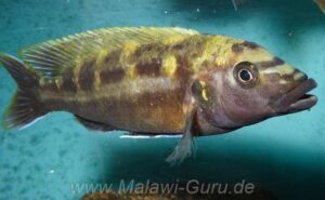 Melanochromis baliodigma 'Masinje'