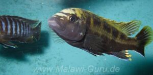 Melanochromis baliodigma 'Masinje'