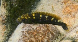 Melanochromis baliodigma 'Masinje'