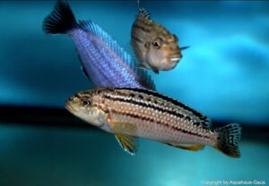 Melanochromis dialeptos 'Masinje'