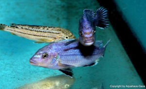 Melanochromis dialeptos 'Masinje'