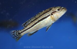 Melanochromis dialeptos 'Masinje'