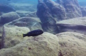 Melanochromis heterochromis 'Chinyamwezi Island'
