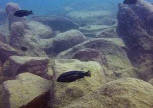 Melanochromis heterochromis