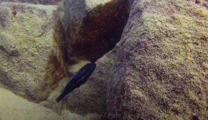 Melanochromis heterochromis 'Chinyamwezi Island'