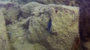 Melanochromis heterochromis