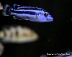 Melanochromis kaskazini 'Cape Kaiser'